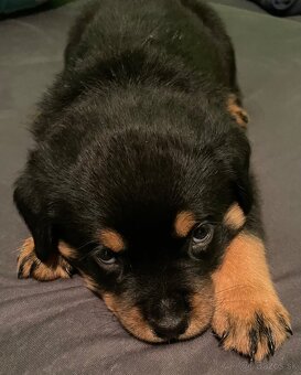 Rotweiler - 2