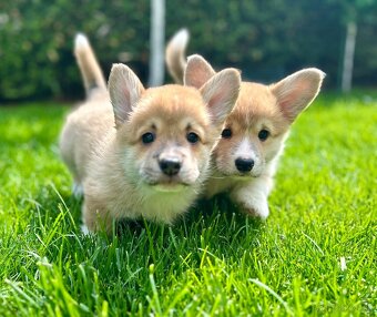 Welsh corgi pembroke - 2