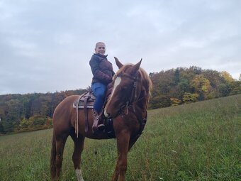 Quarter horse,QH valach.akciová cena. - 2