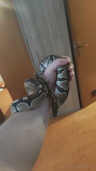 Pytón Kráľovský - 2