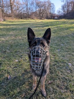 Nemecký ovčiak darujem - 2