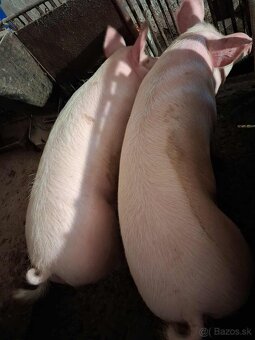 Predám jatočné prasa - 2