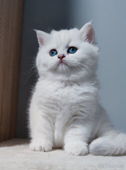 Britské mačiatka s PP na Vianoce❣️ - 2