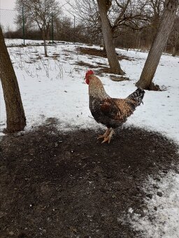 Dva krásne kohútiky na predaj - 2