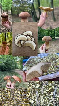 Sušené hríby/ huby - 2