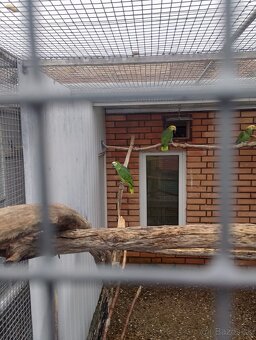 Amazoňan modročelý/Amazoňan Venezuelský - 2