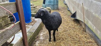 Kamerunsky Baran - 2