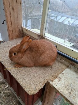 novozelandsky cerveny - 2