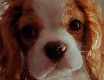 Cavalier King Charles Spaniel (bez PP) – 5-mesačná sučka - 2
