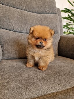 Pomeranian - 2