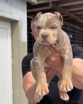American bully xl, pitbull xxl merle tricolor k odberu - 2