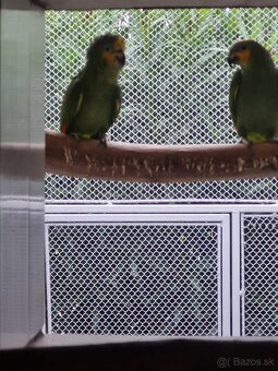 Amazonik venezuelský - 2