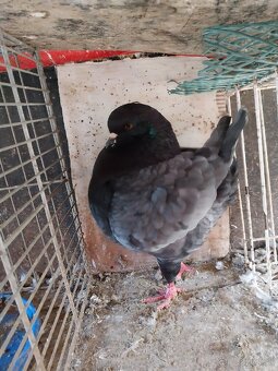 Predám Holuby Kingy - 2