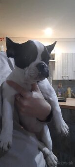 Francúzsky buldoček - 2