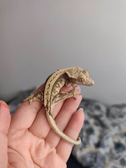 Pagekon riasnaty - 2