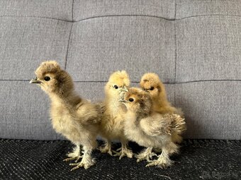 Kuriatka hodvabnicky - 2