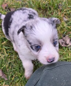 Border kólia šteniatka na predaj - 2