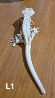 Pagekon Riasnatý - 2