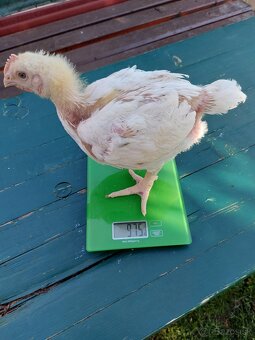 Predám brojlerové kurčatá - 2