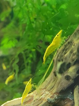 Yellow neon stripe - Neocaridina davidi - 2