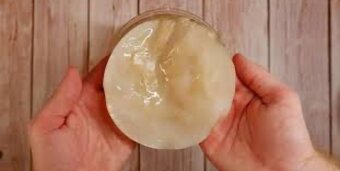 Kombucha - scoby s nálevom a návodom - 2