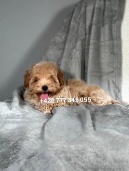 Maltipoo F1 Caramel, 3 měsíce – 1200 €Barbara - 2