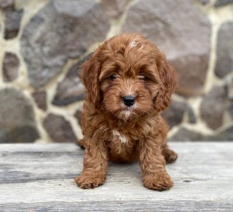 Cavapoo - 2