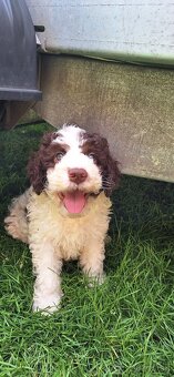 Lagotto romagnolo s PP (italský vodní pes) - 2