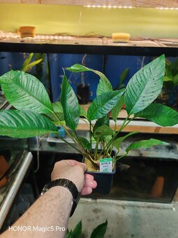 Anubias heterophylla - 2