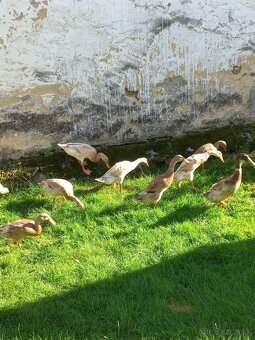 Predam indickych bezcov - 2