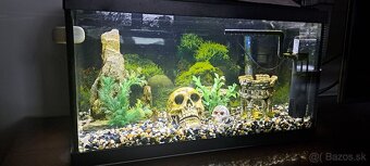 Akvárium 60l - 2