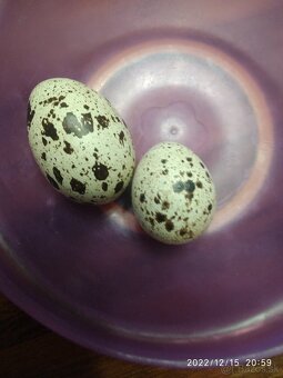 Prepeličie vajíčka - 2