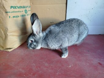 Činčila veľká, samce - 2