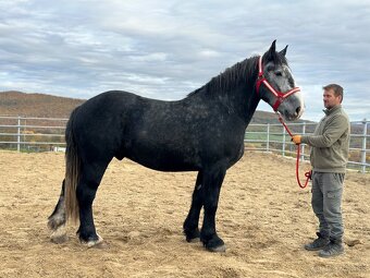Valach na predaj - percheron - 2