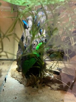 Neocaridina Blue dream - 2