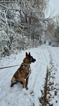 Darujem do dobrých rúk - 2