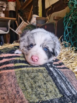 Psik border kolia - 2