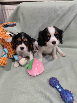 Cavalier King Charles španiel - 2