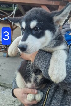 Aljašský malamut - 2