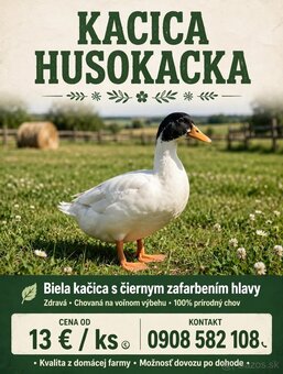 Pstruh dúhový a kačica - 2