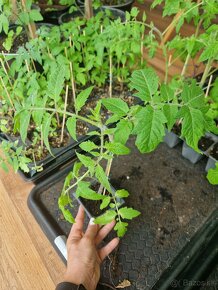 Priesady/sadenice paradajok - 2