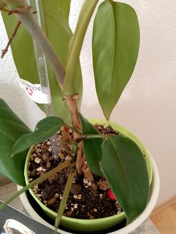 Predám metrový philodendron - 2