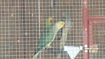 Predám alexander maly hch - 2