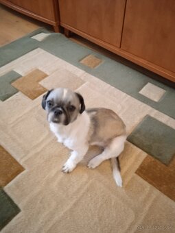 Shi-tzu - 2