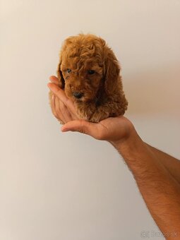 Toy Pudel - 2