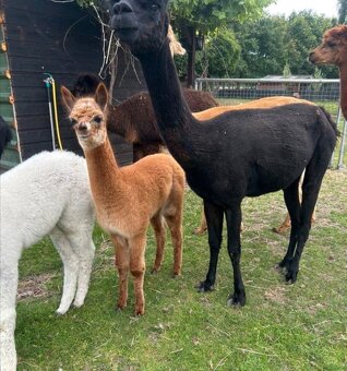 alpaca +mladá alpaka - 2
