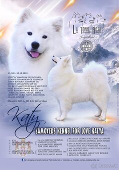 Samojed s PP LA TORRE ROJA - 2
