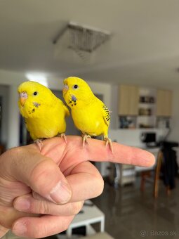 Andulka TCB Maznačik - 2