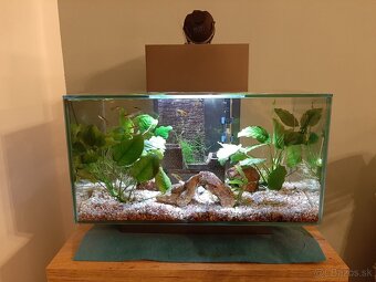 Predaj Akvarium Fluval edge komplet aj s rybickami - 2