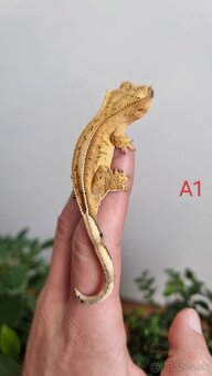 Pagekón riasnatý - 2